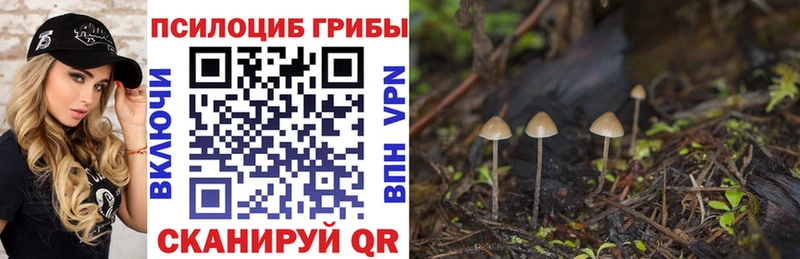 блэк спрут   купить  цена  Михайлов  Галлюциногенные грибы GOLDEN TEACHER 